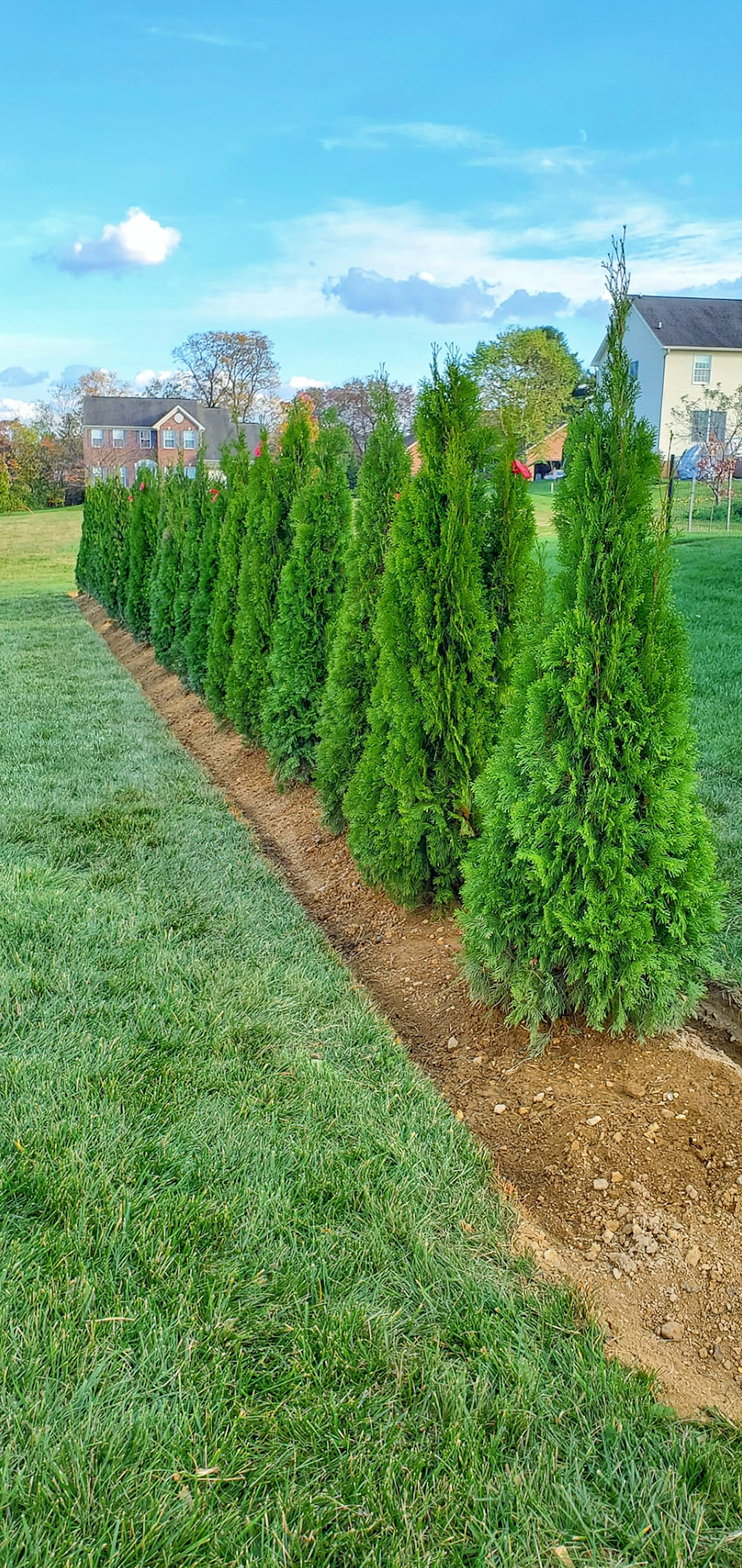 Privacy Tree Landscaping Installation in Richmond KY Thumbnail